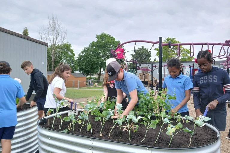 Des élèves jardinent ensemble dans de grands bacs dans la cour d’école