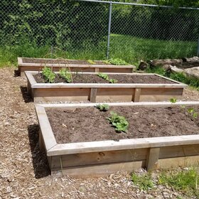 Jardin potager scolaire avec bacs de culture en bois et jeunes plants en croissance